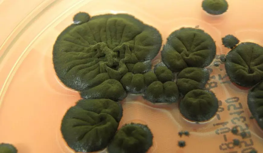 Cladosporium sphaerospermum