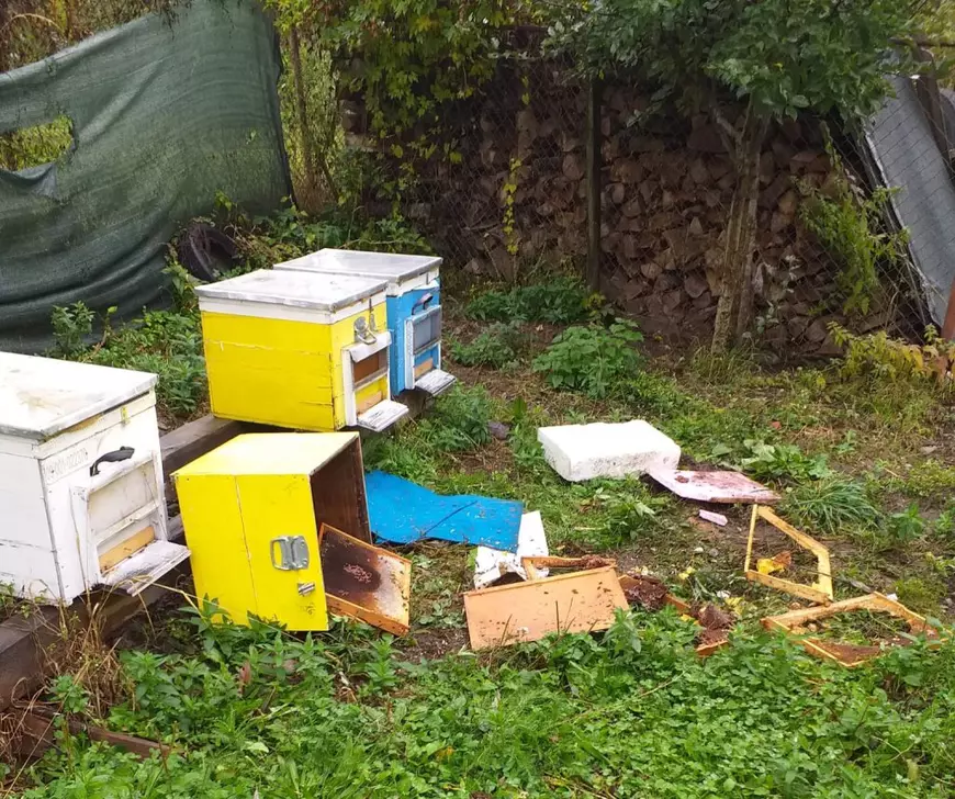 Evaluarea mărimii populației de urs brun în România: peste 10.400 de exemplare estimate în 2025