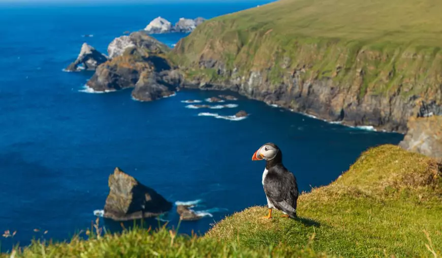 Loc de muncă de vis pentru iubitorii de animale, cu cazare gratis, pe o insulă din Țara Galilor