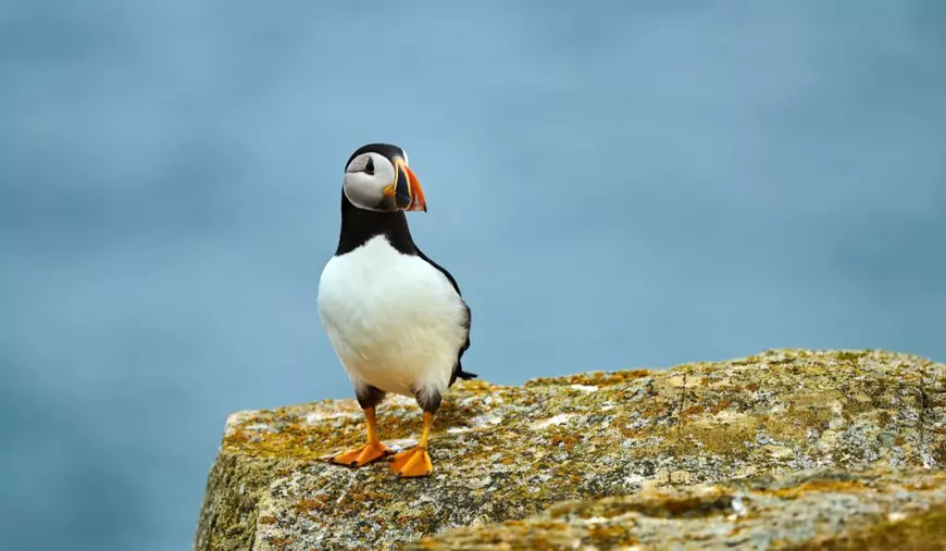Loc de muncă de vis pentru iubitorii de animale, cu cazare gratis, pe o insulă din Țara Galilor