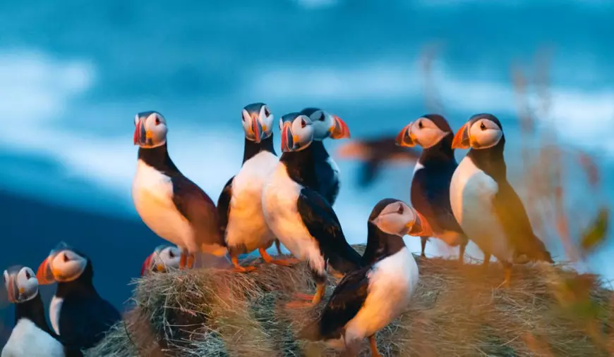 Loc de muncă de vis pentru iubitorii de animale, cu cazare gratis, pe o insulă din Țara Galilor