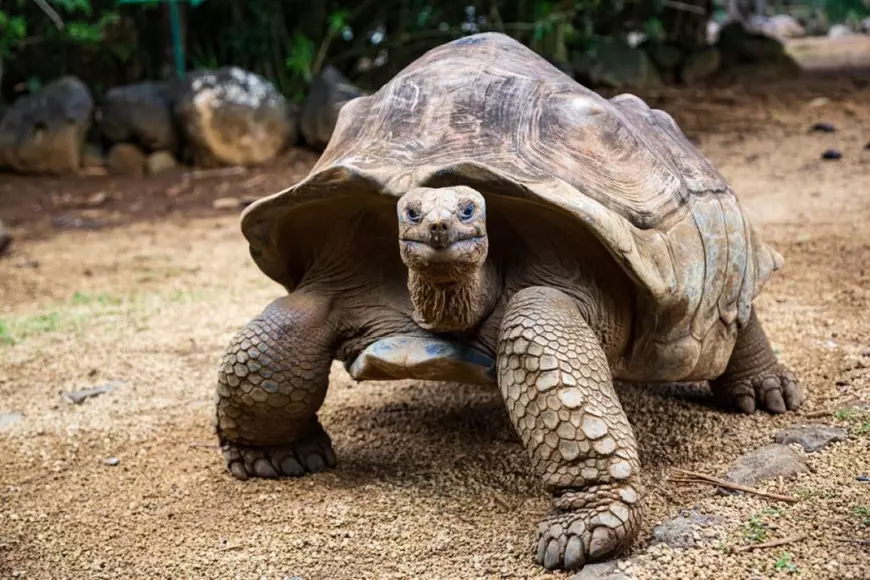 Țestoasă Aldabra