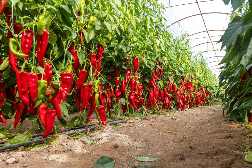 Ardeiul iute ar putea preveni deficitul de iod din organism. Ideea aparține unei eleve din Deva și a fost premiată cu aur la un salon de inventică din Taiwan