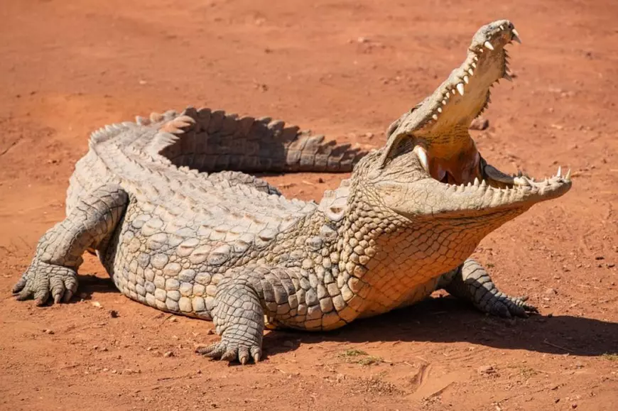 Ce animale trăiesc cel mai mult