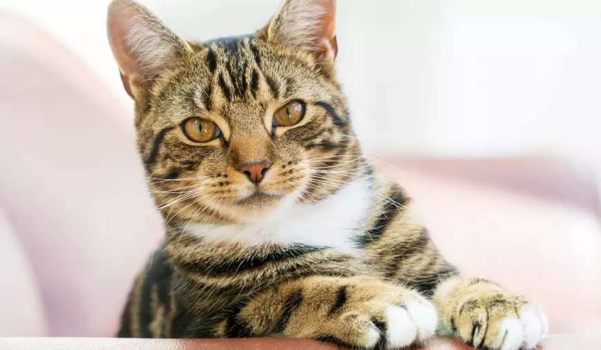 O pisică tabby care privește către cameră.