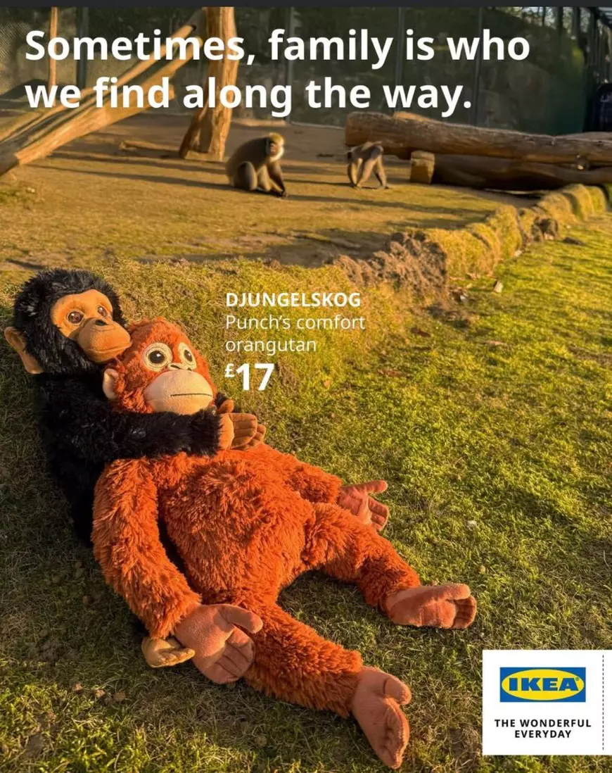 Reclama Ikea care prezintă urangutanul de pluș drept „obiectul de confort” al macacului Punch. Foto: IKEA