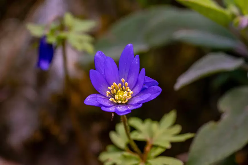 Care sunt cele mai frumoase trei flori ale lunii martie care apar în grădină