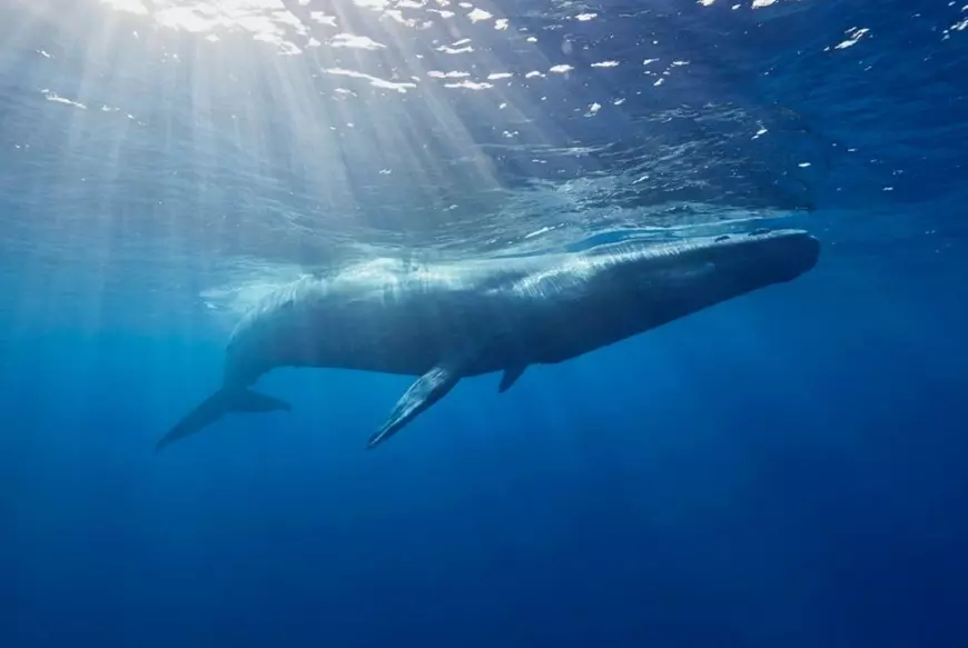 Animale care pot fi auzite de la mare distanţă - Balena Albastră ( Foto Shutterstock)