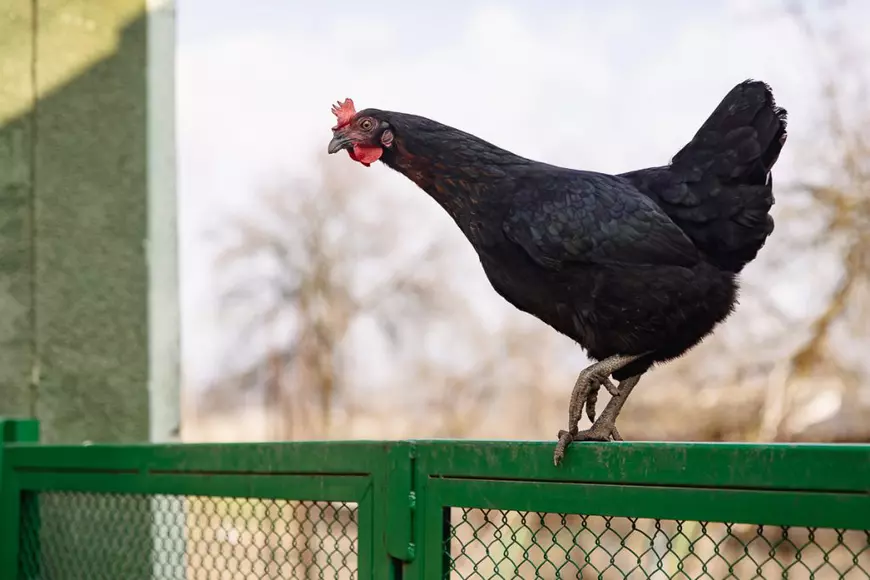O gaina neagra pe gard