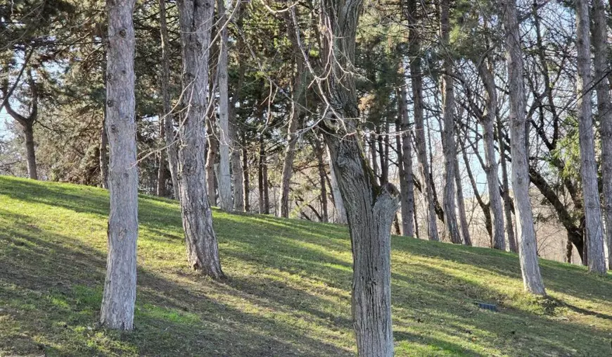 Peisaj de primăvară, cu mulți pomi, iarbă, din Parcul Drumul Taberei.