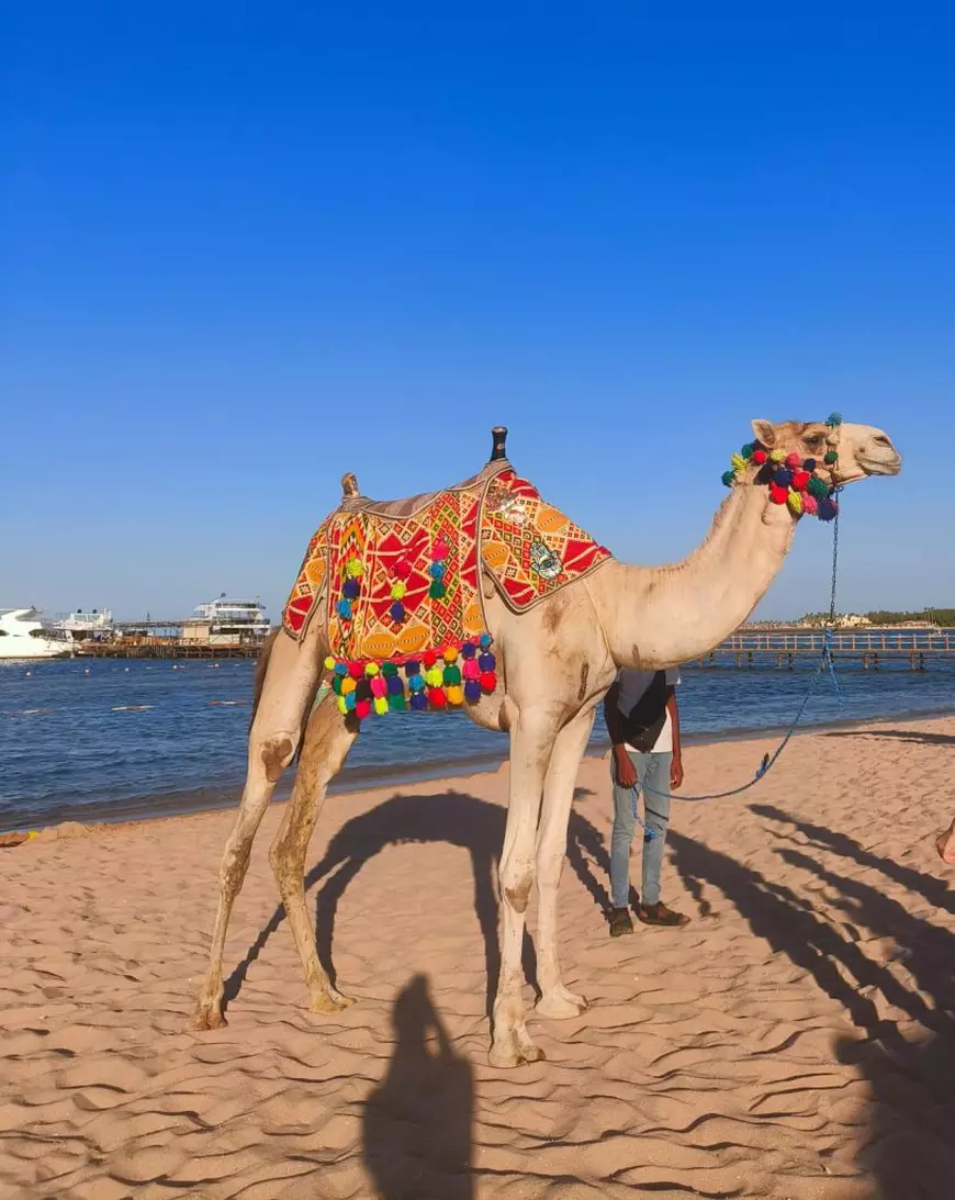 Cămilă, cu o șa colorată, clasic egipteană. pe o plajă din Hurghada, Egipt. 