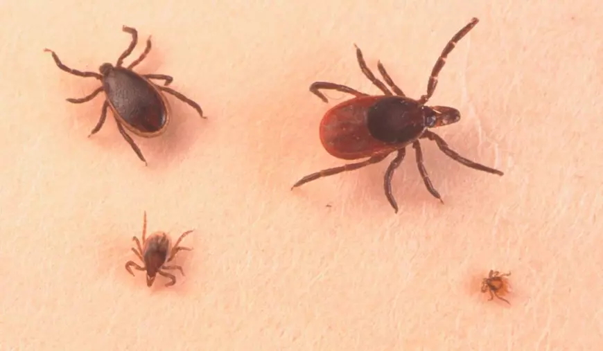 Începe sezonul de țânțari și căpușe în România. Ce boli pot transmite insectele și cum te protejezi