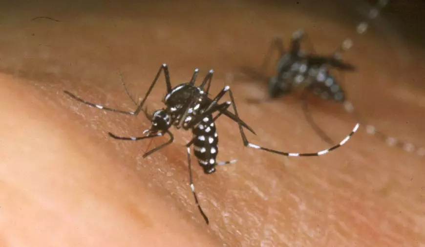 Începe sezonul de țânțari și căpușe în România. Ce boli pot transmite insectele și cum te protejezi