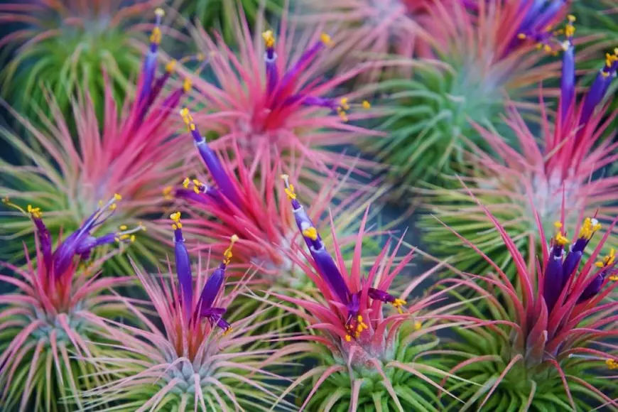 Tillandsia ionantha - Foto Shutterstock