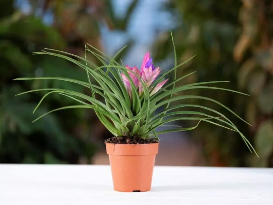 Tillandsia cyanea - Foto Shutterstock
