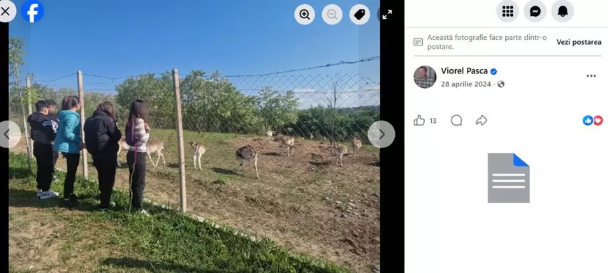 Căprioarele captive ale lui Viorel Paşca: „Şi dacă le laşi libere, se întorc înapoi”