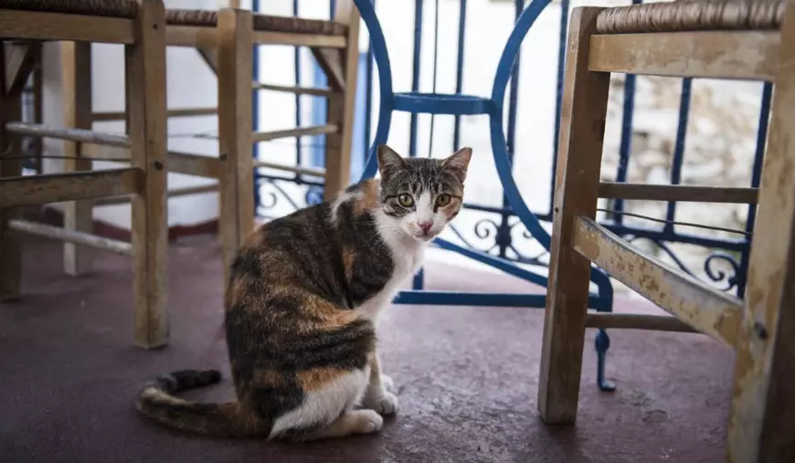 Taverna din Grecia unde nimeni nu are voie să stea la masa 6. Scaunul este rezervat exclusiv unei pisici