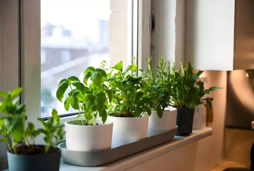 Cultivarea verdețurilor în ghivece - Foto Shutterstock