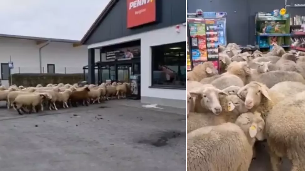 O turmă de 50 de oi a intrat într-un supermarket Penny