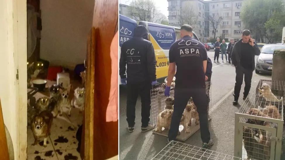 25 câini salvați din condiții insalubre pe Calea Văcărești